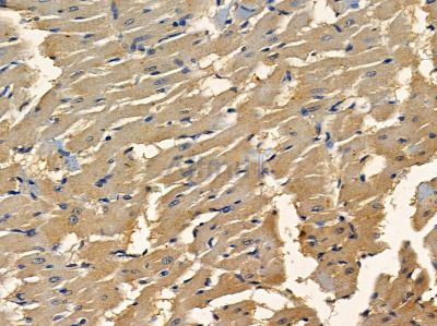 CEP152 Antibody - AF9041 at 1/100 staining rat heart tissue by IHC-P.