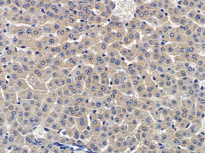 HABP2 Antibody - AF9083 at 1/100 staining rat liver tissue by IHC-P.