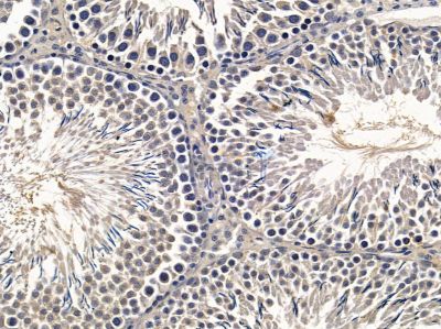 Mob3C Antibody - AF9114 at 1/100 staining rat testis tissue by IHC-P.