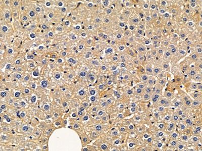 OMG Antibody - AF9146 at 1/100 staining mouse liver tissue by IHC-P.