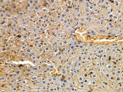 PLA1A Antibody - AF9162 at 1/100 staining mouse liver tissue by IHC-P.