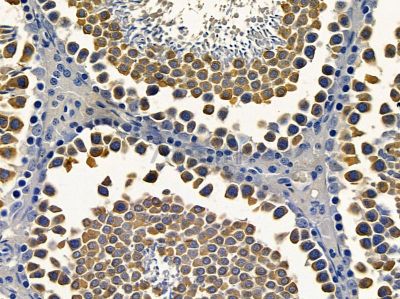 Rab11-FIP4 Antibody - AF9175 at 1/100 staining rat testis tissue by IHC-P.
