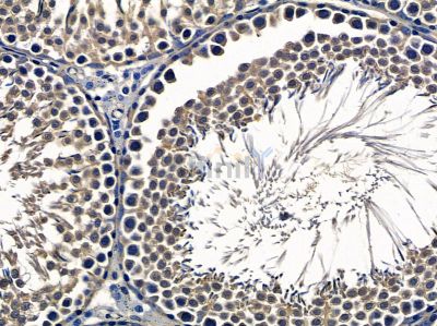 LARP2 Antibody - DF10053 at 1/100 staining rat testis tissue by IHC-P.