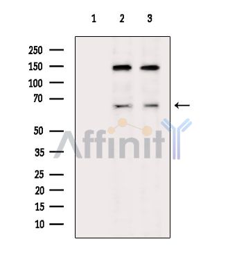 PODXL2 Antibody - Western blot analysis of extracts from various samples, using PODXL2 Antibody.