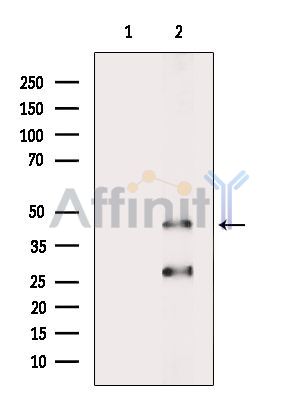 OR52J3 Antibody - Western blot analysis of extracts from Hela cells(heat-shock treatment), using OR52J3 Antibody.