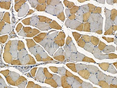 GOLGA3 Antibody - DF13049 at 1/100 staining mouse muscle tissue by IHC-P.