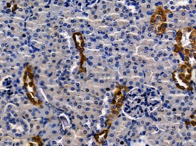BCL9 Antibody - DF13396 at 1/100 staining mouse kidney tissue by IHC-P.
