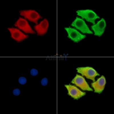 NPTN Antibody - DF13829 staining Hela cells by IF/ICC.