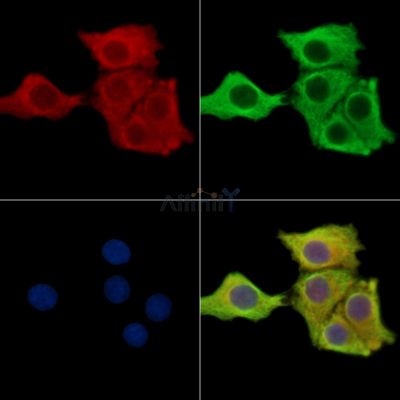 MUC17 Antibody - DF13890 staining Hela cells by IF/ICC.