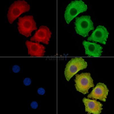 S2P Antibody - DF13911 staining Hela cells by IF/ICC.
