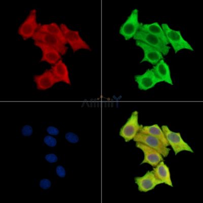 FbxO6 Antibody - DF13921 staining Hela cells by IF/ICC.