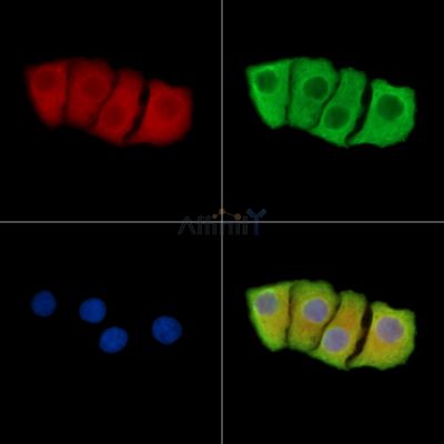 ABCE1 Antibody - DF13990 staining Hela cells by IF/ICC.
