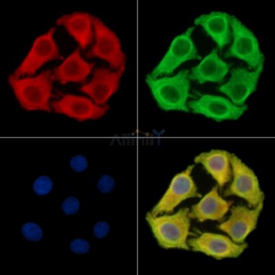 METRN Antibody - DF14021 staining Hela cells by IF/ICC.