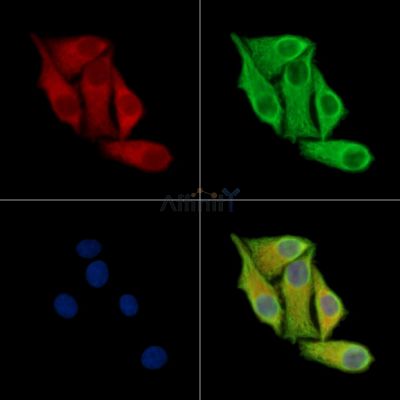 beta 4 Defensin Antibody - DF14053 staining Hela cells by IF/ICC.