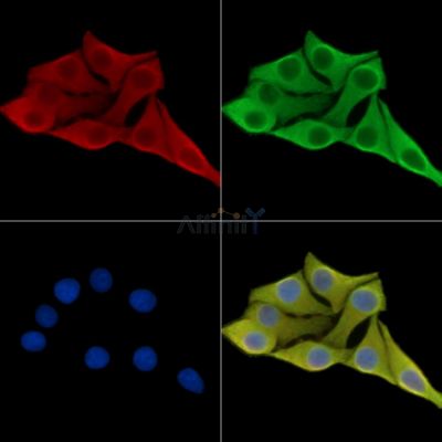 PPM1G Antibody - DF14057 staining Hela cells by IF/ICC.
