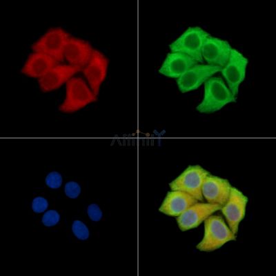 Lambda Light chain Antibody - DF14068 staining Hela cells by IF/ICC.