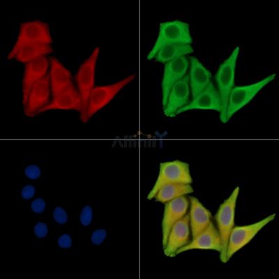 CLEC9A Antibody - DF14084 staining Hela cells by IF/ICC.