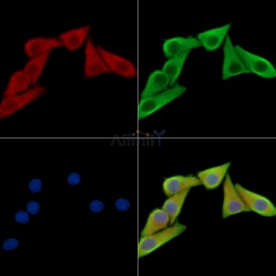 Nexilin Antibody - DF14101 staining Hela cells by IF/ICC.