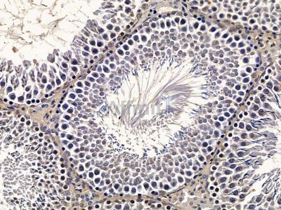 STAU2 Antibody - DF14182 at 1/100 staining rat testis tissue by IHC-P.