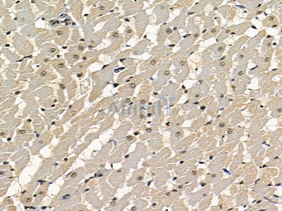 MOX1 Antibody - DF14205 at 1/100 staining rat heart tissue by IHC-P.