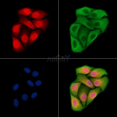 MOX1 Antibody - DF14205 staining Hela cells by IF/ICC.