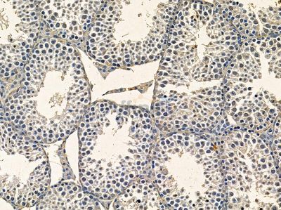 WDR76 Antibody - DF14234 at 1/100 staining mouse testis tissue by IHC-P.