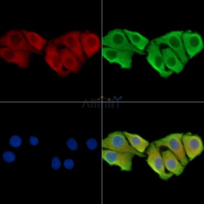 WDR76 Antibody - DF14234 staining Hela cells by IF/ICC.