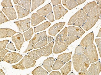 PLBD2 Antibody - DF14259 at 1/100 staining mouse muscle tissue by IHC-P.