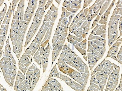 PLBD2 Antibody - DF14259 at 1/100 staining mouse pancreatic tissue by IHC-P.