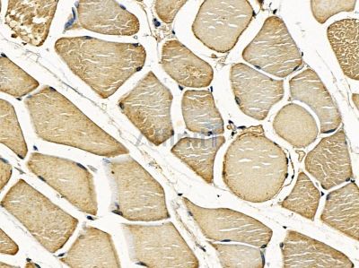 PLBD2 Antibody - DF14259 at 1/100 staining mouse ovarian tissue by IHC-P.