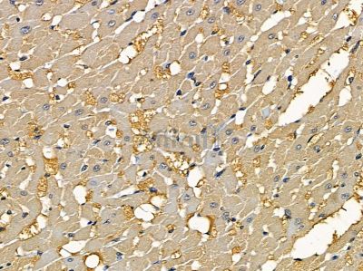 PLBD2 Antibody - DF14259 at 1/100 staining rat heart tissue by IHC-P.
