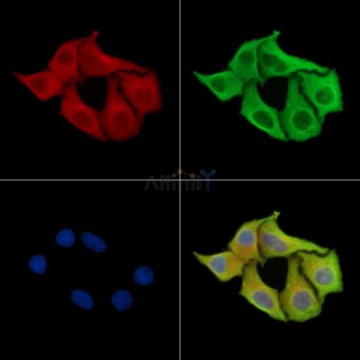 PLBD2 Antibody - DF14259 staining Hela cells by IF/ICC.