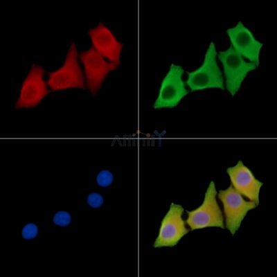 ZNRF3 Antibody - DF14289 staining Hela cells by IF/ICC.