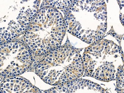 PC1 Antibody - DF14432 at 1/100 staining mouse testis tissue by IHC-P.