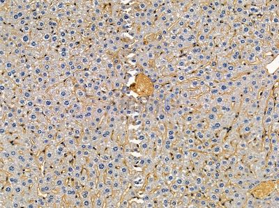 PPME1 Antibody - DF14474 at 1/100 staining mouse liver tissue by IHC-P.