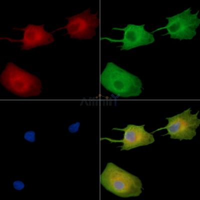DDAH1 Antibody - DF14734 staining A549 cells by IF/ICC.