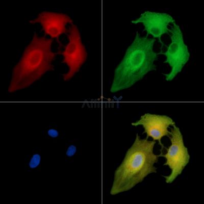 SLC15A2 Antibody - DF14742 staining A549 cells by IF/ICC.