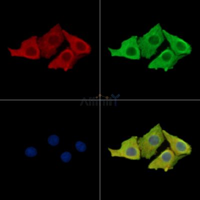 FBLN2 Antibody - DF14831 staining Hela cells by IF/ICC.