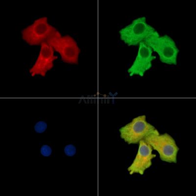 LRRTM1 Antibody - DF14919 staining Hela cells by IF/ICC.
