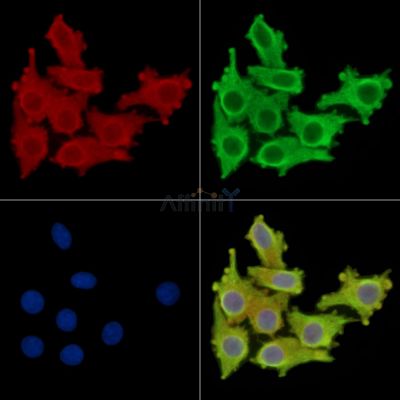 C3orf58 Antibody - DF14924 staining Hela cells by IF/ICC.