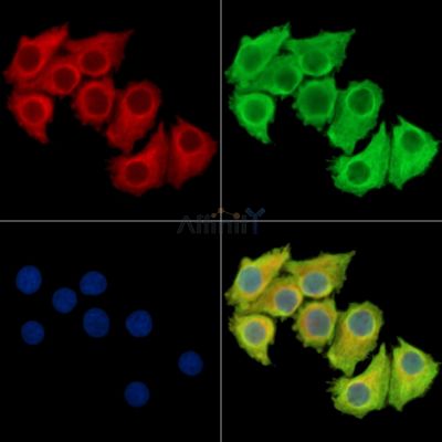 RTP2 Antibody - DF14937 staining Hela cells by IF/ICC.