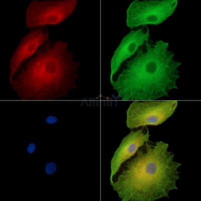 NLRP14 Antibody - DF14959 staining A549 cells by IF/ICC.