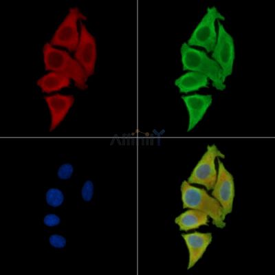 SLFN13 Antibody - DF15121 staining Hela cells by IF/ICC.