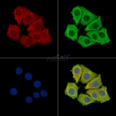 PCMTD1 Antibody - DF15134 staining Hela cells by IF/ICC.