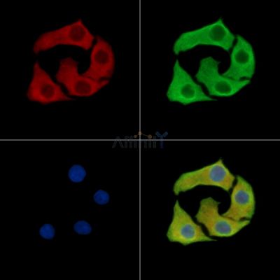 C12orf65 Antibody - DF15183 staining Hela cells by IF/ICC.