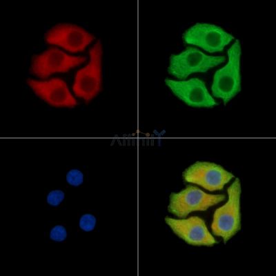 SELENOT Antibody - DF15201 staining Hela cells by IF/ICC.