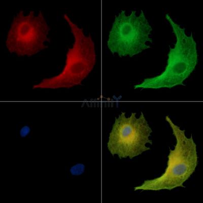 DNAH9 Antibody - DF15249 staining A549 cells by IF/ICC.