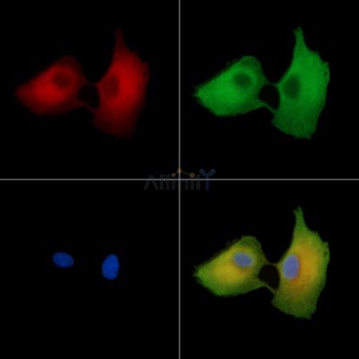 C4orf17 Antibody - DF15291 staining A549 cells by IF/ICC.