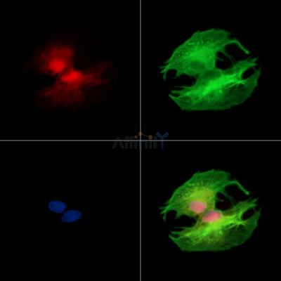 MED19 Antibody - DF15397 staining A549 cells by IF/ICC.