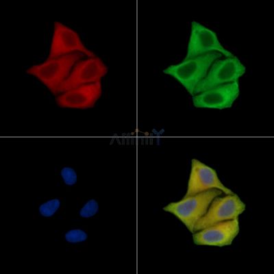 GPHRA/B Antibody - DF15655 staining Hela cells by IF/ICC.